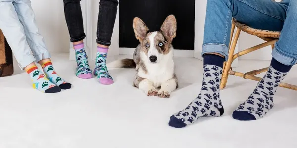 Une campagne de Cabaïa avec différents modéles de chaussette et un chien 